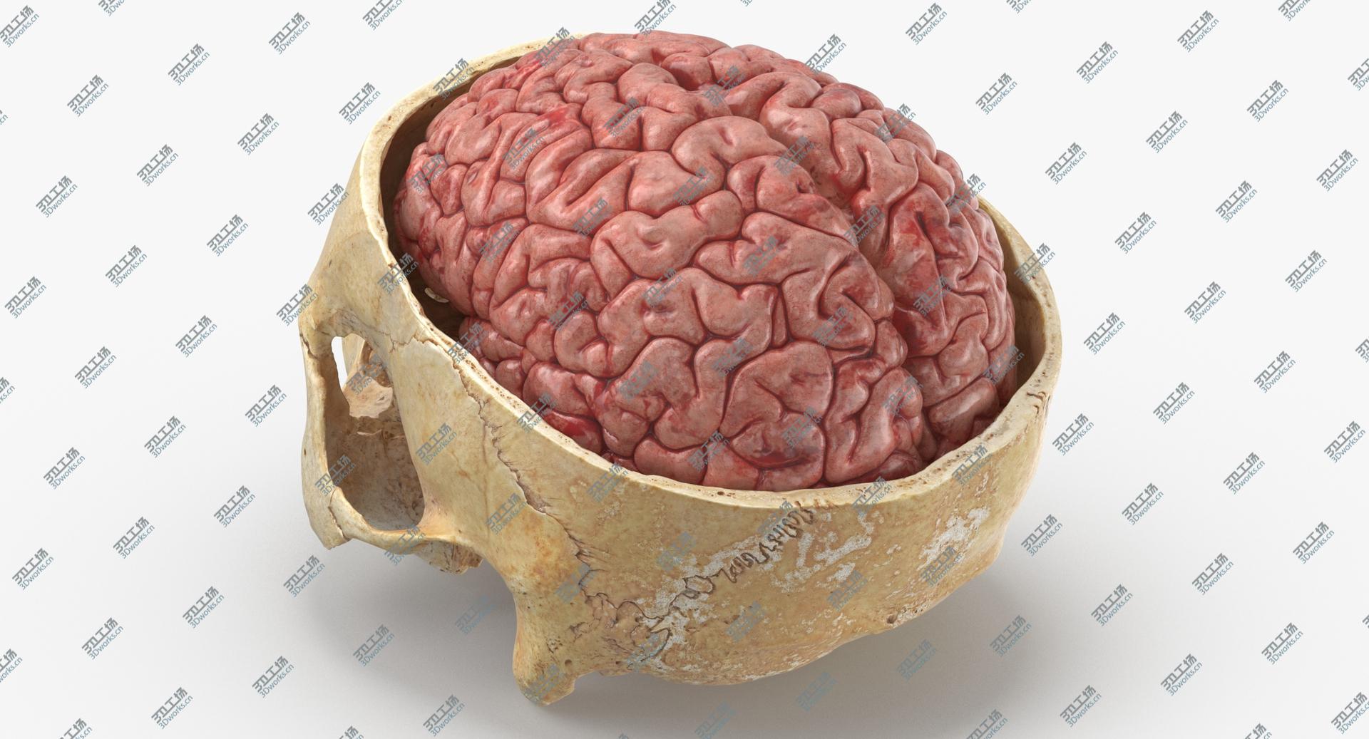 images/goods_img/202104023/Real Human Skull Cranial 02 Cut With Brain Inside 3D/5.jpg